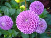 photo les fleurs du jardin Dahlia lilas