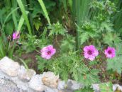 foto Gartenblumen Hardy Geranie, Wilden Geranien, Geranium rosa