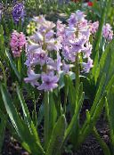 photo Garden Flowers Dutch Hyacinth, Hyacinthus lilac