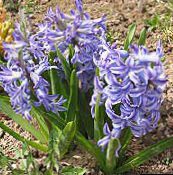 photo Garden Flowers Dutch Hyacinth, Hyacinthus light blue