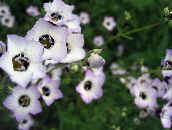 foto Gartenblumen Gilia, Augen Vogel weiß