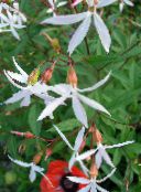 photo Garden Flowers Bowmans root, , Gillenia trifoliata white