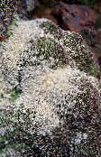 Fátyolvirág Aretioides