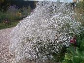 foto Gartenblumen Schleierkraut, Gypsophila paniculata weiß