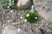 foto Gartenblumen Schleierkraut Bungeana, Gypsophila bungeana weiß
