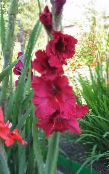 foto Gartenblumen Gladiole, Gladiolus rot