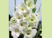 photo Garden Flowers Gladiolus white