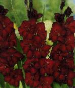 フォト 庭の花 グラジオラス, Gladiolus ブルゴーニュ