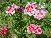 foto Gartenblumen Atlasflower, Abschied Zu Frühling, Godetia rosa