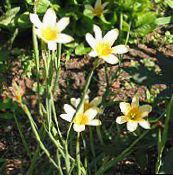 photo Garden Flowers Cape Tulip, Homeria collina, Moraea collina yellow