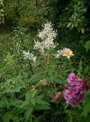 photo  Giant Fleeceflower, White Fleece Flower, White Dragon, Polygonum alpinum, Persicaria polymorpha white