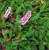 foto Gartenblumen Himalaya Knöterich, Himalaya-Fleece Blume, Polygonum affine, Persicaria affinis rosa