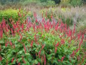 foto Gartenblumen Berg Fleece, Polygonum amplexicaule, Persicaria amplexicaulis rot