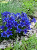 photo Garden Flowers Gentian, Willow gentian, Gentiana blue
