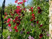 photo Garden Flowers Sweet Pea, Lathyrus odoratus burgundy