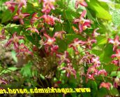 foto Gartenblumen Longspur Epimedium, Barren rot