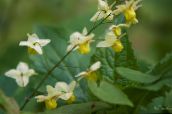 foto Gartenblumen Longspur Epimedium, Barren gelb