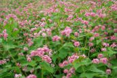 foto Gartenblumen Buchweizen, Fagopyrum esculentum rosa