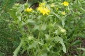 photo Garden Flowers Curly Cup Gumweed, Grindelia squarrosa yellow