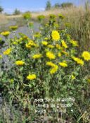photo Garden Flowers Curly Cup Gumweed, Grindelia squarrosa white