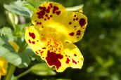 φωτογραφία Λουλούδια κήπου Μαϊμού Λουλούδι, Mimulus κίτρινος