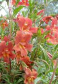 photo  Sticky Monkeyflower, Mimulus aurantiacus red