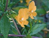 nuotrauka Sodo Gėlės Dažna Monkeyflower, Mimulus aurantiacus oranžinis