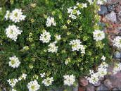 foto Gartenblumen Gämsen Kresse, Hutchinsia alpina weiß