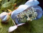 foto Gartenblumen Deinanthe hellblau