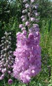 photo Garden Flowers Delphinium lilac
