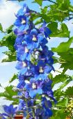 photo Garden Flowers Delphinium blue