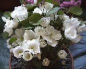 foto Gartenblumen Twinleaf, Jeffersonia dubia weiß