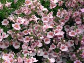 foto Gartenblumen Diascia, Elfensporn rosa