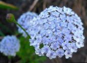 фото Садовые цветы Дидискус, Didiscus голубой