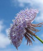 foto Gartenblumen Blaue Spitze Blume, Rottnest Island Daisy, Didiscus flieder