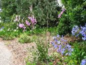 foto Gartenblumen Engels Angelrute, Feenhaften Stab, Wandflower, Dierama rosa