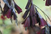 foto Gartenblumen Engels Angelrute, Feenhaften Stab, Wandflower, Dierama weinig