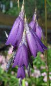 foto Gartenblumen Engels Angelrute, Feenhaften Stab, Wandflower, Dierama lila