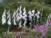 foto Gartenblumen Engels Angelrute, Feenhaften Stab, Wandflower, Dierama weiß