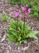 photo Garden Flowers Shooting star, American Cowslip, Indian Chief, Rooster Heads, Pink Flamingo Plant, Dodecatheon pink