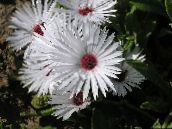 foto Gartenblumen Livingstone Daisy, Dorotheanthus (Mesembryanthemum) weiß