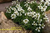 foto Gartenblumen Draba weiß