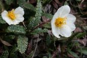 foto Gartenblumen Nelkenwurz, Dryas weiß