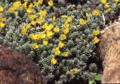 photo Garden Flowers Douglasia, Rocky Mountain Dwarf-Primrose, Vitaliana yellow