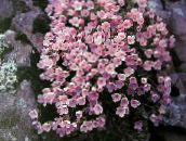 foto Gartenblumen Douglasia, Felsiger Berg Zwerg-Primel, Vita rosa