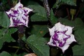 photo Garden Flowers Angel's trumpet, Devil's Trumpet, Horn of Plenty, Downy Thorn Apple, Datura metel lilac