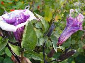 foto Gartenblumen Engelstrompete, Teufelstrompete, Füllhorn, Flaumig Stechapfel, Datura metel flieder