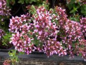 photo Garden Flowers Oregano, Origanum pink
