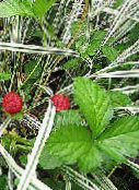 foto Gartenblumen Indian Erdbeere, Scheinerdbeere, Duchesnea indica rot