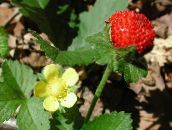 foto Gartenblumen Indian Erdbeere, Scheinerdbeere, Duchesnea indica gelb